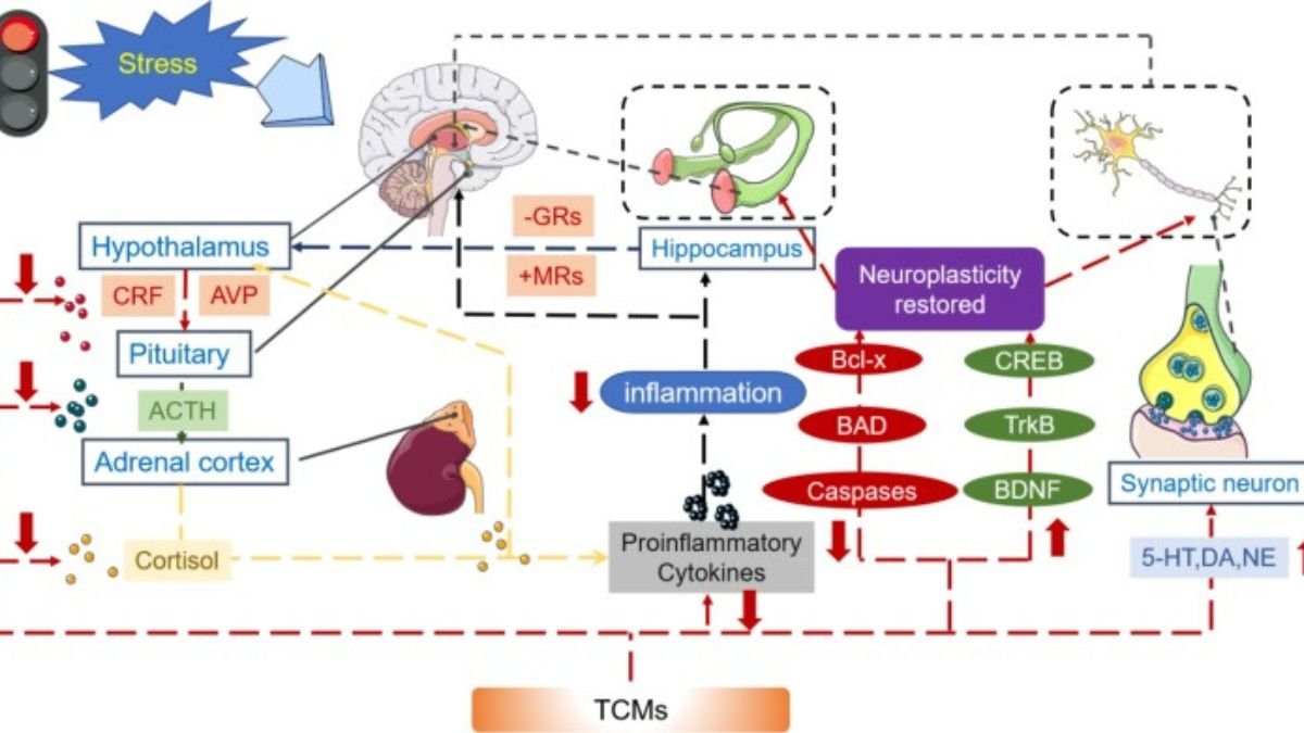 Timeline of Psychiatric Drugs: From First Antidepressants to Modern Medications